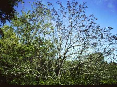 T11571 Catalpa bignoniodes purpurea