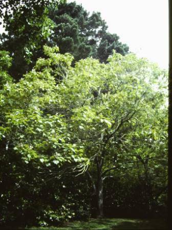 T11571 Catalpa bignoniodes purpurea