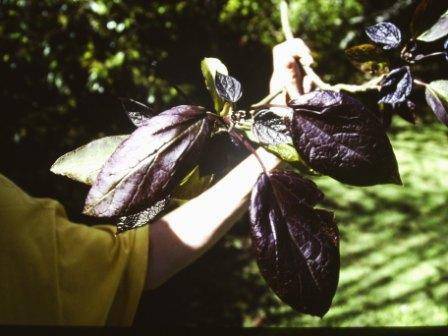 T11571 Catalpa bignoniodes purpurea