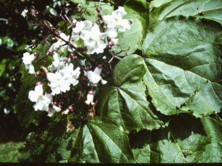 T11571 Catalpa bignoniodes purpurea flower 