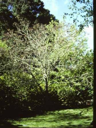 T11571 Catalpa bignoniodes purpurea