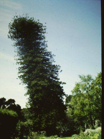 T11572 Araucaria columnaris