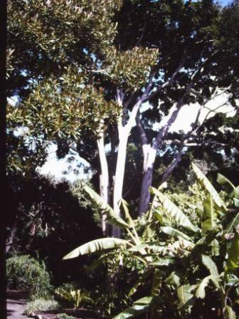 T11601 Ficus  platypoda var angustifolia