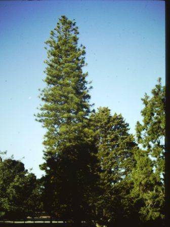 T11605 Araucaria columnaris