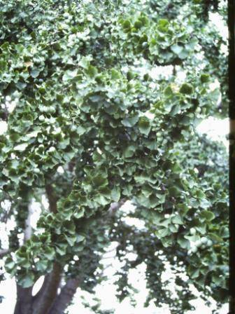 T11620 Ginkgo biloba 