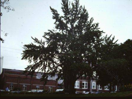 T11620 Ginkgo biloba 