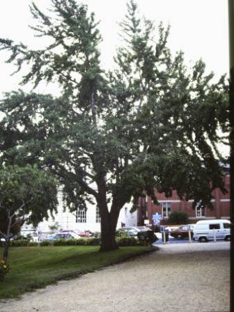 T11620 Ginkgo biloba 
