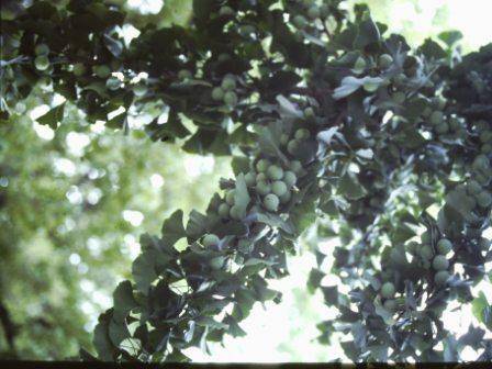 T11620 Ginkgo biloba 