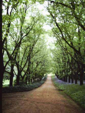 T11651 Ulmus x hollandica