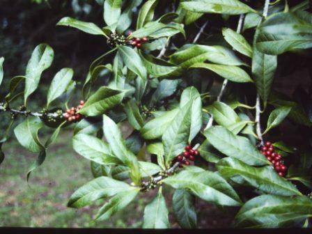 T11654 Ilex kingiana