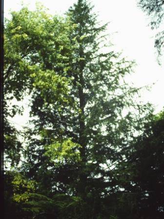 T11660 Tsuga canadensis 