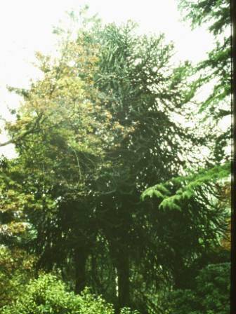 T11661 Araucaria araucana 