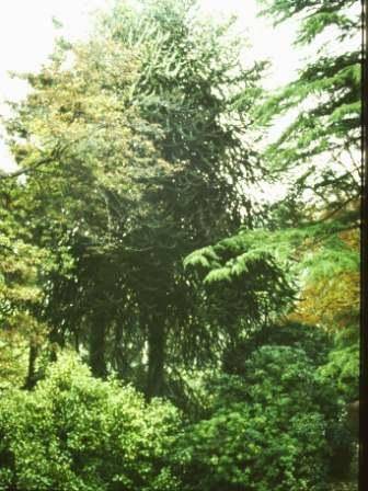 T11661 Araucaria araucana 