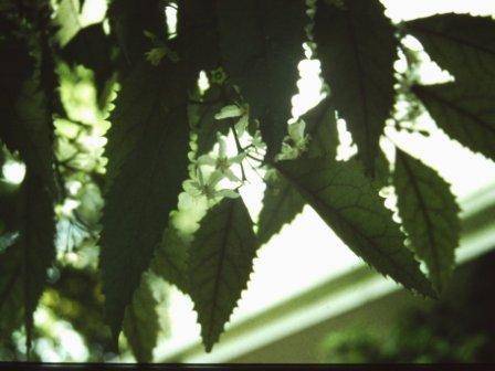 T11662 Hobaria populnea 