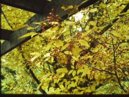 T11667 Sorbus alnifolia 