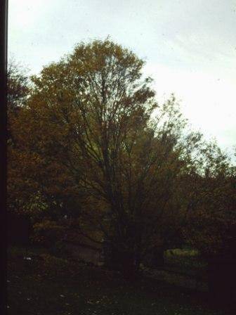 T11667 Sorbus alnifolia 