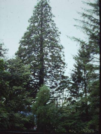 T11672 Sequoiadendrum giganteum