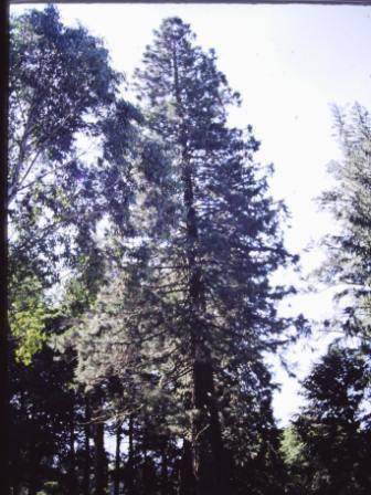 T11673 Sequoiadendron giganteum