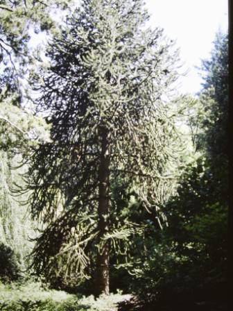 T11675 Araucaria auraucana 