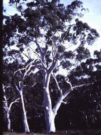 T11688 Eucalyptus rubida 