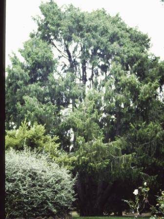 T11693 Cupressus funebris 