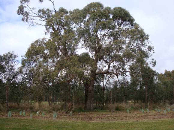T11996 Eucalyptus aggregata
