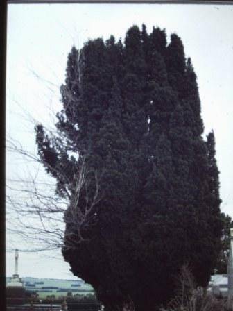 T11719 Taxus baccata fastigata 