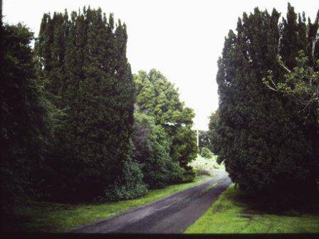 T11719 Taxus baccata fastigata 