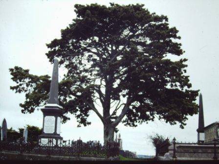 T11720 Cupressus sempervirens 