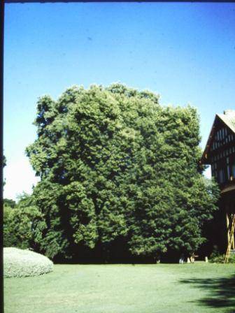 T11723 Tilia cordata 