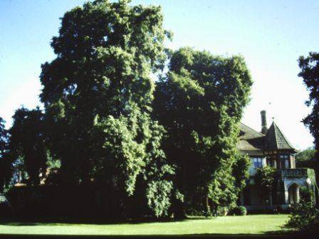 T11723 Tilia cordata
