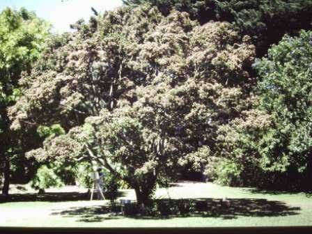 T11724 Dais contonifolia  