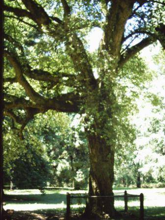 T11728 Quercus suber