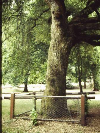 T11728 Quercus suber