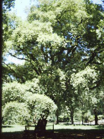 T11728 Quercus suber