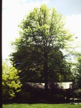 T11730 Quercus palustris 