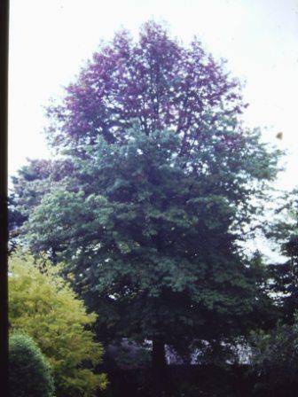 T11730 Quercus palustris 