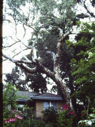 T11736 Eucalyptus melliodora