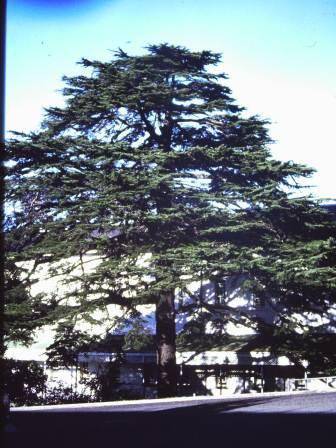 T11758 Cedrus deodara 