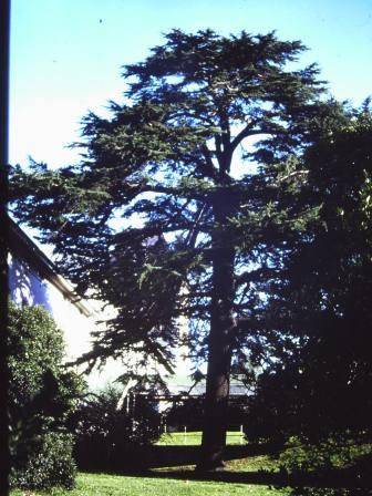 T11758 Cedrus deodara 
