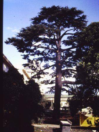 T11758 Cedrus deodara