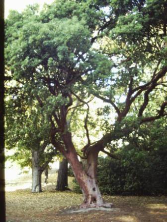 T11784 Arbutus x andrachnoides 
