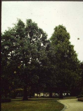 T11785 Quercus leucotrichophora 
