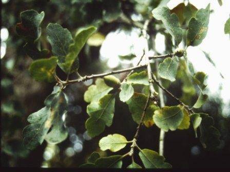 T11790 Quercus douglasii 