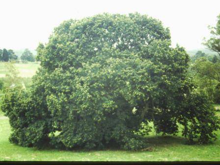 T11810 Castanea sativa 