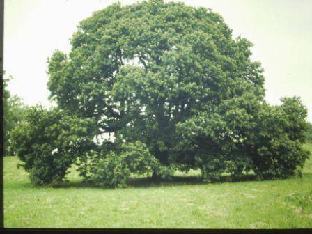 T11810 Castanea sativa 
