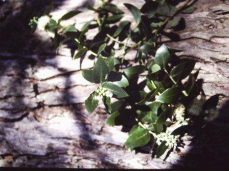 T11812 Eucalyptus crenulata