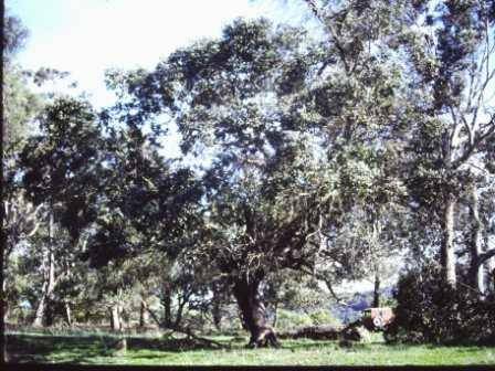 T11812 Eucalyptus crenulata
