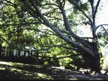 T11814 Quercus palustris 
