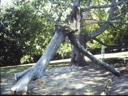 T11814 Quercus palustris